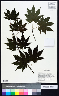 Acer pseudosieboldianum image