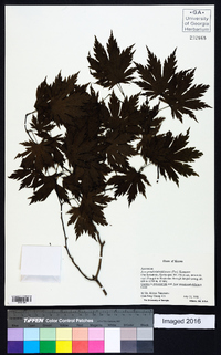 Acer pseudosieboldianum image