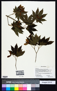 Acer pseudosieboldianum image