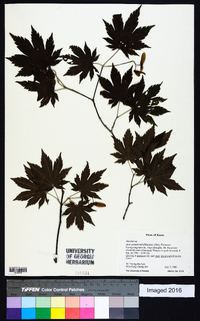 Acer pseudosieboldianum image