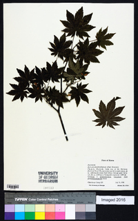 Acer pseudosieboldianum image