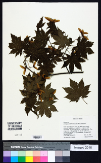 Acer pseudosieboldianum image