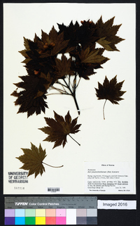 Acer pseudosieboldianum image