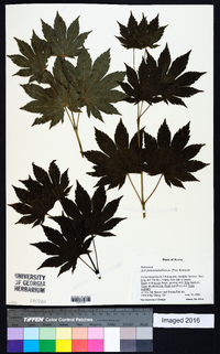 Acer pseudosieboldianum image