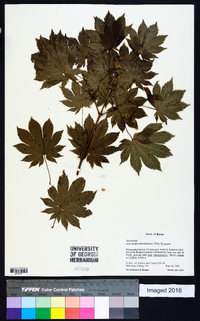 Acer pseudosieboldianum image