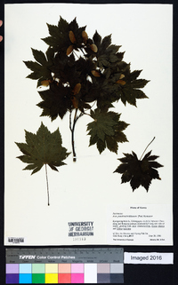 Acer pseudosieboldianum image