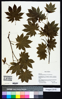 Acer pseudosieboldianum image