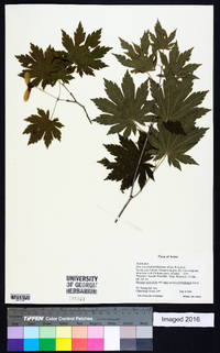 Acer pseudosieboldianum image