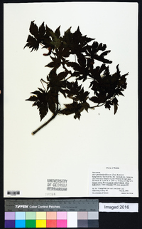 Acer pseudosieboldianum image