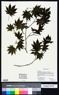 Acer pseudosieboldianum image