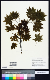 Acer pseudosieboldianum image