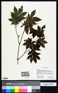 Acer pseudosieboldianum image