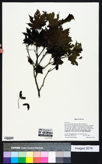 Acer pseudosieboldianum image