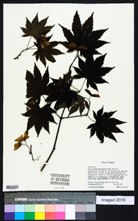 Acer pseudosieboldianum image