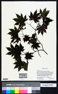 Acer pseudosieboldianum image