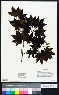 Acer pseudosieboldianum image