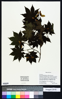 Acer pseudosieboldianum image