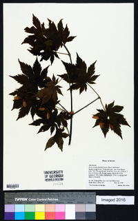 Acer pseudosieboldianum image