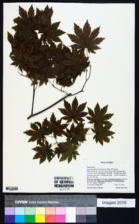 Acer pseudosieboldianum image