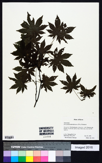 Acer pseudosieboldianum image