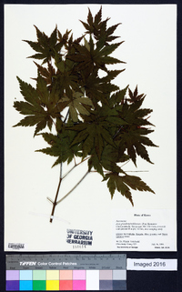 Acer pseudosieboldianum image