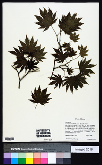 Acer pseudosieboldianum image