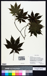 Acer pseudosieboldianum image