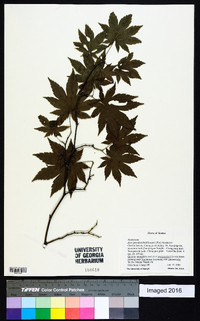 Acer pseudosieboldianum image