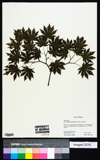 Acer pseudosieboldianum image