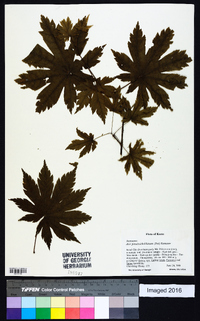 Acer pseudosieboldianum image