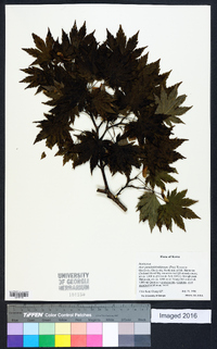 Acer pseudosieboldianum image