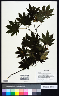 Acer pseudosieboldianum image