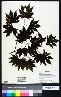 Acer pseudosieboldianum image