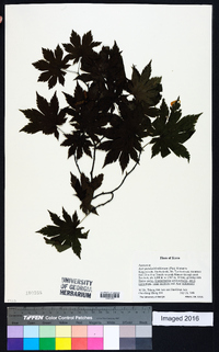 Acer pseudosieboldianum image