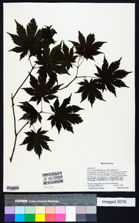 Acer pseudosieboldianum image