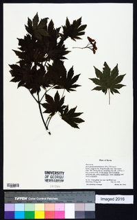 Acer pseudosieboldianum image