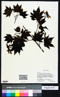 Acer pseudosieboldianum image