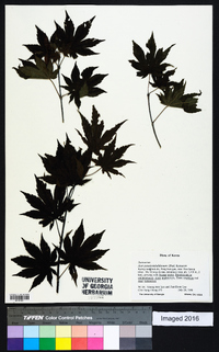 Acer pseudosieboldianum image