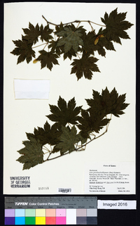 Acer pseudosieboldianum image