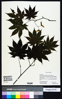 Acer pseudosieboldianum image