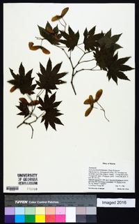 Acer pseudosieboldianum image