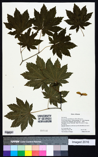 Acer pseudosieboldianum image