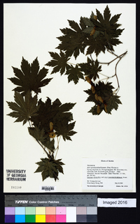 Acer pseudosieboldianum image