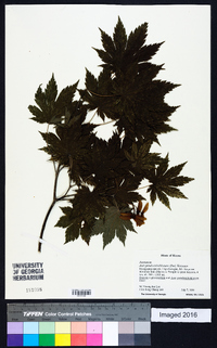 Acer pseudosieboldianum image