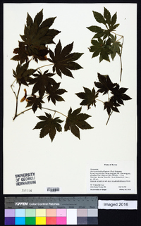 Acer pseudosieboldianum image