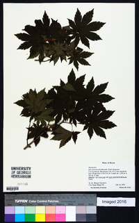 Acer pseudosieboldianum image