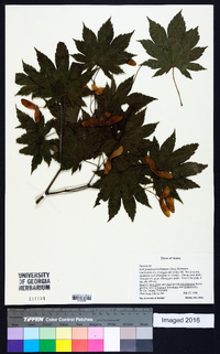 Acer pseudosieboldianum image