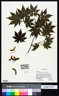 Acer pseudosieboldianum image