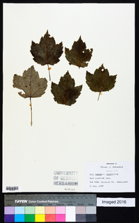 Acer rubrum var. tomentosum image