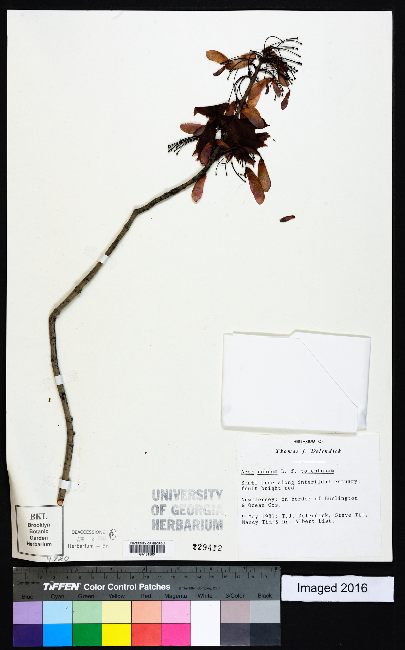 Acer rubrum var. tomentosum image